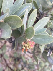 Arctostaphylos nortensis