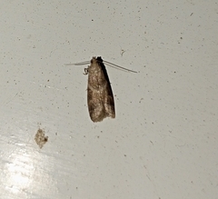 Ephestia elutella