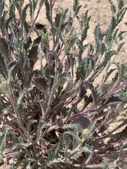 Xanthisma grindelioides grindelioides