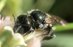 Anthophila