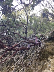 Arctostaphylos nortensis