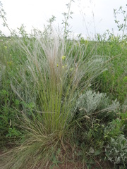 Stipa lessingiana