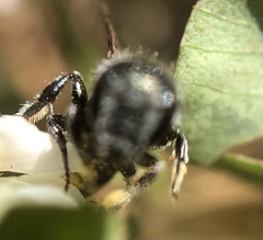 Anthophila