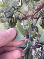 Arctostaphylos nortensis