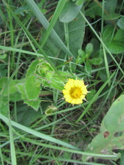 Osteospermum grandidentatum