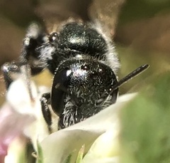 Anthophila