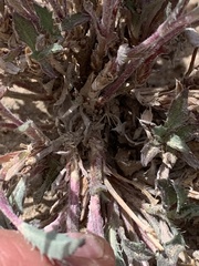 Xanthisma grindelioides grindelioides