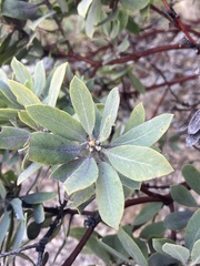 Arctostaphylos nortensis