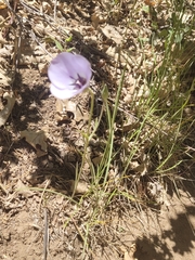 Calochortus invenustus