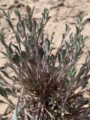 Xanthisma grindelioides grindelioides