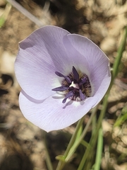 Calochortus invenustus