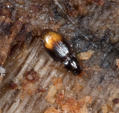 Mioptachys flavicauda