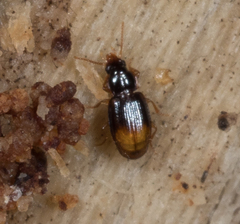 Mioptachys flavicauda