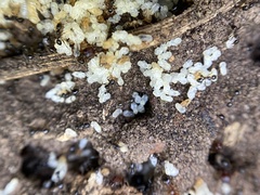 Pheidole crassicornis