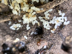 Pheidole crassicornis