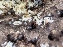 Pheidole crassicornis