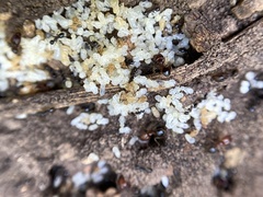 Pheidole crassicornis