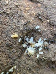 Pheidole crassicornis