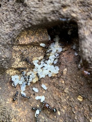 Pheidole crassicornis