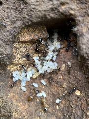 Pheidole crassicornis