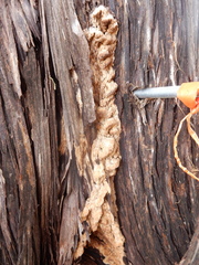 Subantrodia juniperina