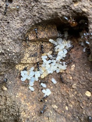 Pheidole crassicornis