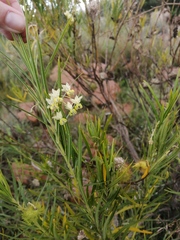 Gomphocarpus fruticosus