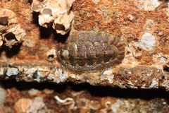Mopalia swanii