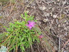 Delosperma lavisiae