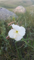 Oenothera nuttallii