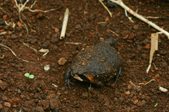 Breviceps mossambicus
