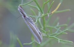 Pleurota aristella