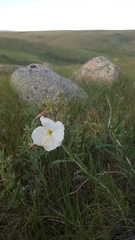 Oenothera nuttallii