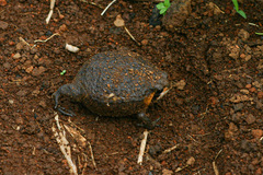 Breviceps mossambicus