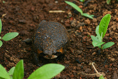 Breviceps mossambicus