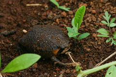 Breviceps mossambicus