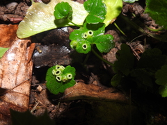 Rondaniola bursaria