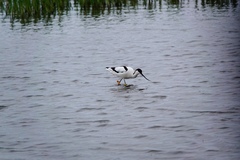 Recurvirostra avosetta