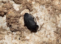 Lethaeus cribratissimus