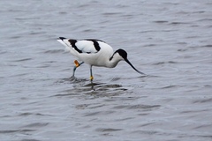 Recurvirostra avosetta