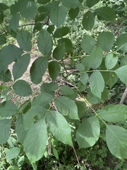Fraxinus
