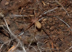 Loxosceles rufescens