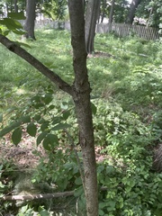 Fraxinus