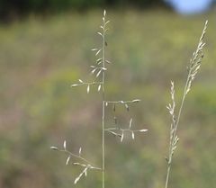 Festuca vaginata