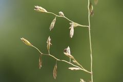 Festuca vaginata
