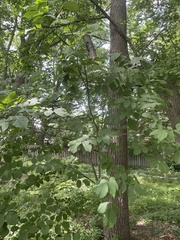 Fraxinus