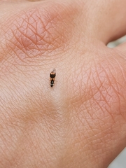Anthocomus