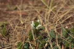 Prunella laciniata