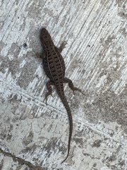 Sceloporus scalaris