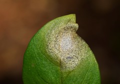Septoria stellariae